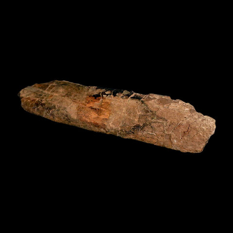 9.3" Triceratops Fossil Rib Bone Hell Creek FM Cretaceous Dinosaur MT COA Metal Stand - Fossil Age Minerals