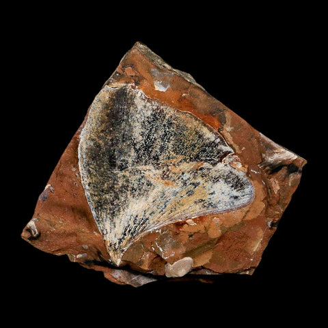 1.8" Detailed Ginkgo Cranei Fossil Plant Leaf Morton County, ND Paleocene Age COA - Fossil Age Minerals