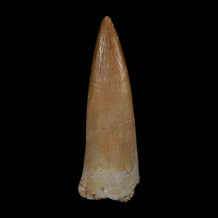 1.7" Plesiosaur Zarafasaura Tooth Fossil Cretaceous Dinosaur Era COA, Stand