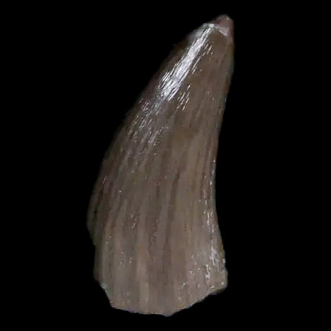 0.4" Postosuchus Rauisuchid Archosaur Fossil Tooth Chinle Formation AZ COA Display - Fossil Age Minerals