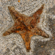 33MM Brittlestar Petraster Starfish Fossil Ordovician Age Blekus Morocco COA