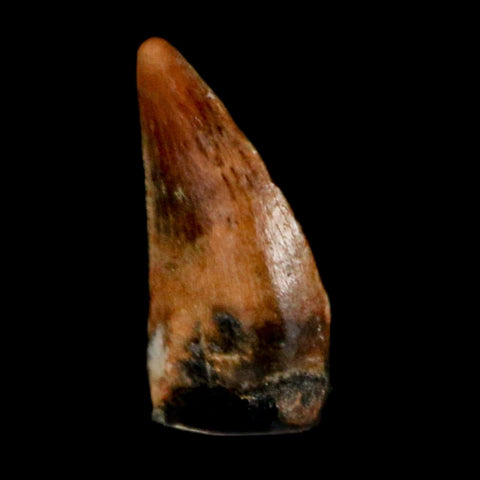 0.3" Dromaeosaurus Raptor Serrated Tooth Fossil Judith River FM MT COA & Display