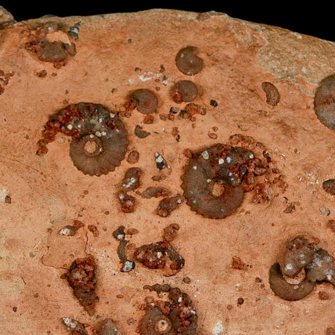 7" Ammonite Fossil Mortality Plate Morocco 360 Million Year Old COA Stand - Fossil Age Minerals