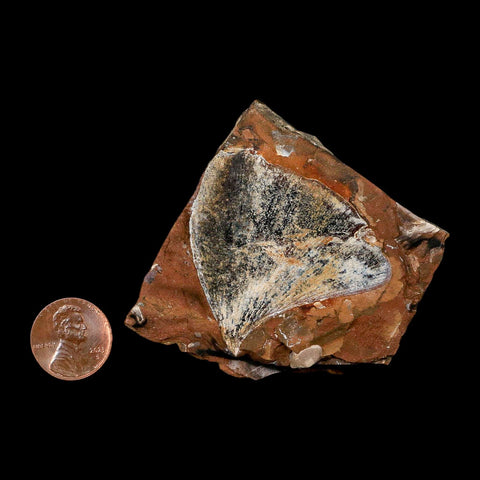 1.8" Detailed Ginkgo Cranei Fossil Plant Leaf Morton County, ND Paleocene Age COA - Fossil Age Minerals