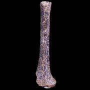 1.8" Raptor Fossil Limb Bone Section Cretaceous Dinosaur Lance Creek FM WY COA
