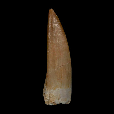 1.7" Plesiosaur Zarafasaura Tooth Fossil Cretaceous Dinosaur Era COA, Stand
