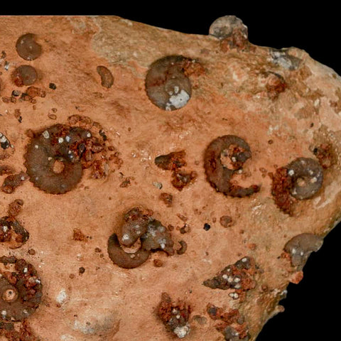 7" Ammonite Fossil Mortality Plate Morocco 360 Million Year Old COA Stand - Fossil Age Minerals