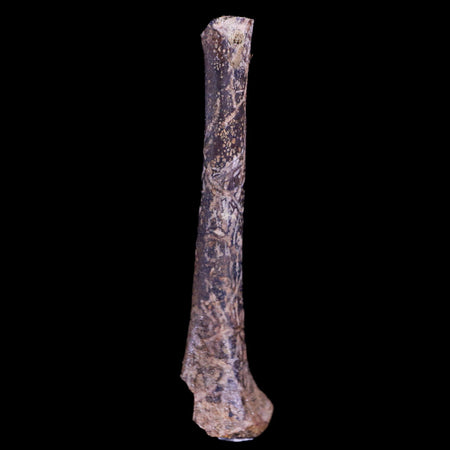 1.8" Raptor Fossil Limb Bone Section Cretaceous Dinosaur Lance Creek FM WY COA