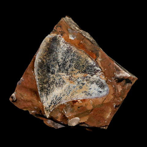 1.8" Detailed Ginkgo Cranei Fossil Plant Leaf Morton County, ND Paleocene Age COA - Fossil Age Minerals