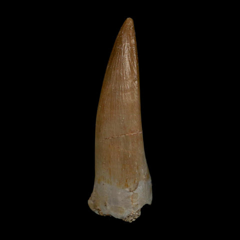 1.7" Plesiosaur Zarafasaura Tooth Fossil Cretaceous Dinosaur Era COA, Stand - Fossil Age Minerals