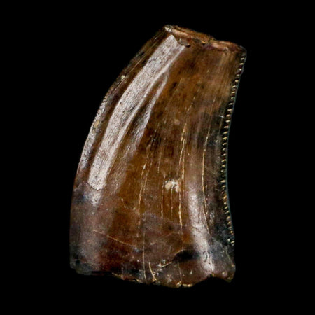 0.4" Saurornitholestes Raptor Serrated Tooth Fossil Judith River FM MT COA & Display