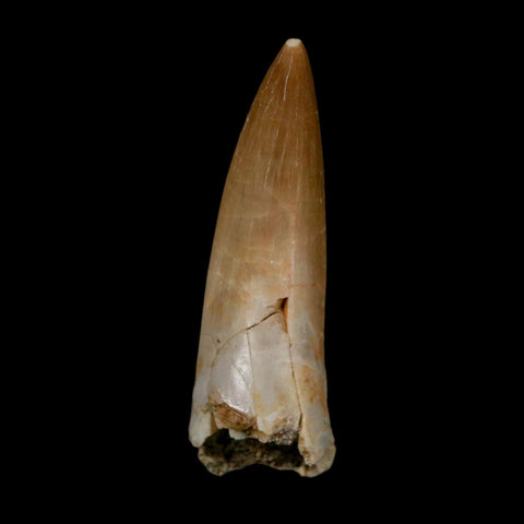 1.7" Plesiosaur Zarafasaura Tooth Fossil Cretaceous Dinosaur Era COA, Stand - Fossil Age Minerals