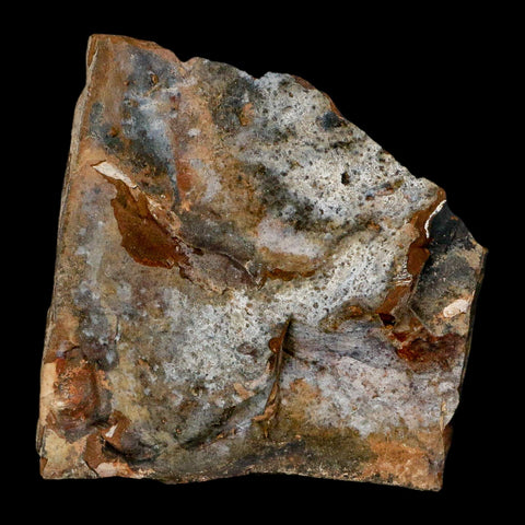 1.8" Detailed Ginkgo Cranei Fossil Plant Leaf Morton County, ND Paleocene Age COA - Fossil Age Minerals