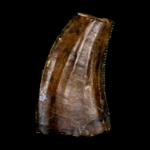 0.4" Saurornitholestes Raptor Serrated Tooth Fossil Judith River FM MT COA & Display