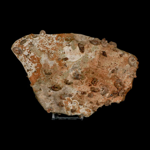 7" Ammonite Fossil Mortality Plate Morocco 360 Million Year Old COA Stand - Fossil Age Minerals