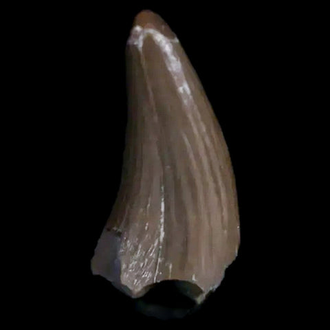 0.4" Postosuchus Rauisuchid Archosaur Fossil Tooth Chinle Formation AZ COA Display - Fossil Age Minerals