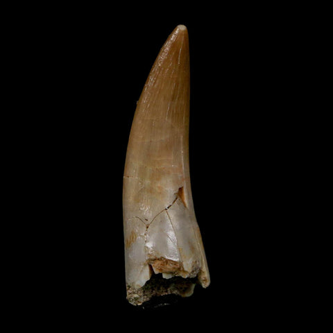 1.7" Plesiosaur Zarafasaura Tooth Fossil Cretaceous Dinosaur Era COA, Stand - Fossil Age Minerals