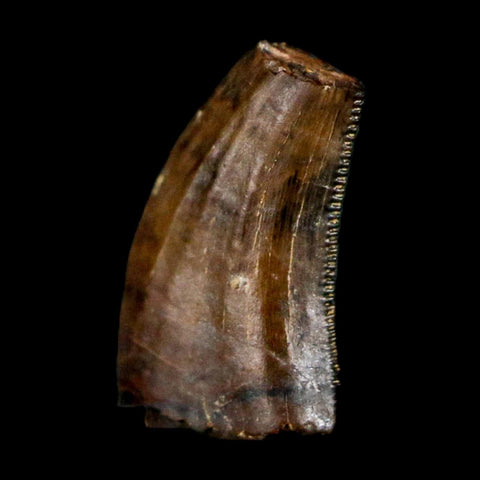 0.4" Saurornitholestes Raptor Serrated Tooth Fossil Judith River FM MT COA & Display