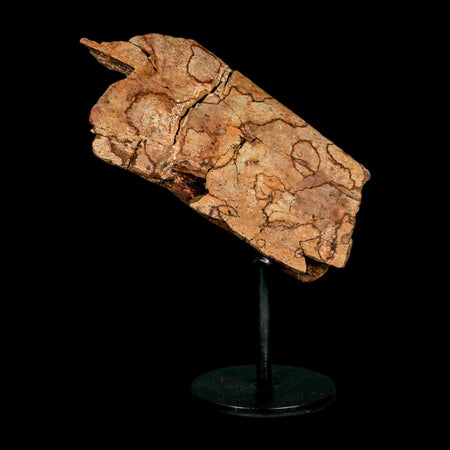 4.5" Triceratops Fossil Rib Bone Hell Creek FM Cretaceous Dinosaur MT COA Metal Stand