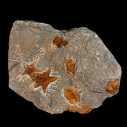 Two 30MM Brittlestar Petraster Starfish Fossil Ordovician Age Blekus Morocco COA