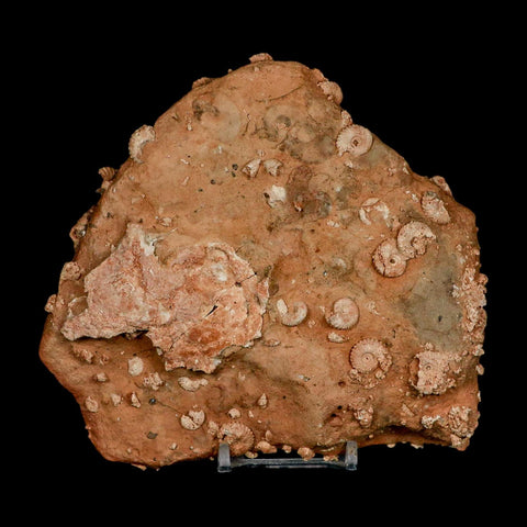 5.6" Ammonite Fossil Mortality Plate Morocco 360 Million Year Old COA Stand - Fossil Age Minerals