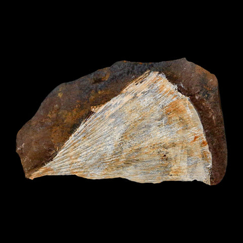 1.6" Detailed Ginkgo Cranei Fossil Plant Leaf Morton County, ND Paleocene Age COA - Fossil Age Minerals