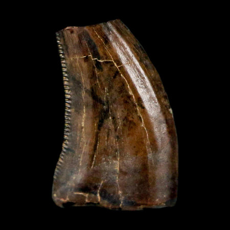 0.4" Saurornitholestes Raptor Serrated Tooth Fossil Judith River FM MT COA & Display