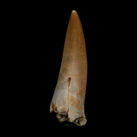1.7" Plesiosaur Zarafasaura Tooth Fossil Cretaceous Dinosaur Era COA, Stand - Fossil Age Minerals