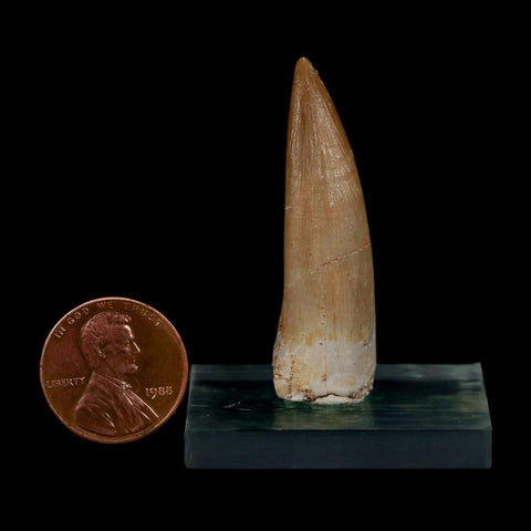 1.7" Plesiosaur Zarafasaura Tooth Fossil Cretaceous Dinosaur Era COA, Stand - Fossil Age Minerals