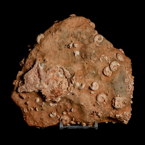 5.6" Ammonite Fossil Mortality Plate Morocco 360 Million Year Old COA Stand - Fossil Age Minerals