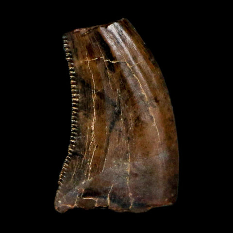 0.4" Saurornitholestes Raptor Serrated Tooth Fossil Judith River FM MT COA & Display