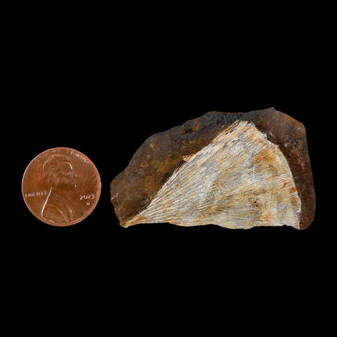 1.6" Detailed Ginkgo Cranei Fossil Plant Leaf Morton County, ND Paleocene Age COA - Fossil Age Minerals