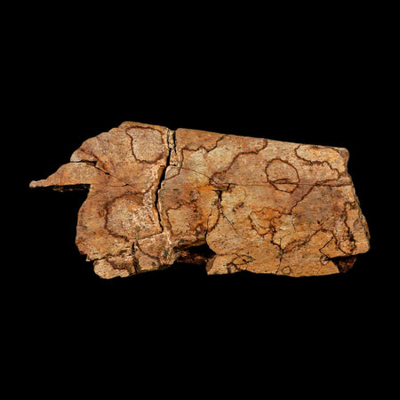 4.5" Triceratops Fossil Rib Bone Hell Creek FM Cretaceous Dinosaur MT COA Metal Stand