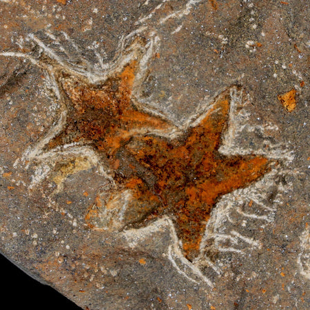 Two 30MM Brittlestar Petraster Starfish Fossil Ordovician Age Blekus Morocco COA