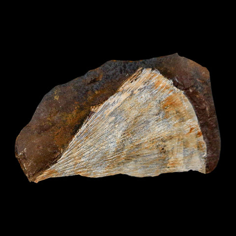 1.6" Detailed Ginkgo Cranei Fossil Plant Leaf Morton County, ND Paleocene Age COA - Fossil Age Minerals