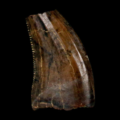 0.4" Saurornitholestes Raptor Serrated Tooth Fossil Judith River FM MT COA & Display