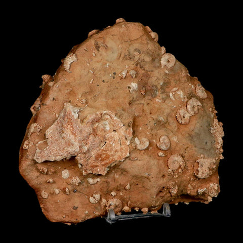 5.6" Ammonite Fossil Mortality Plate Morocco 360 Million Year Old COA Stand - Fossil Age Minerals