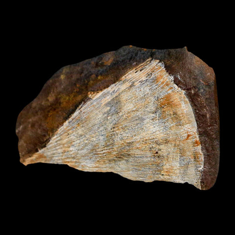 1.6" Detailed Ginkgo Cranei Fossil Plant Leaf Morton County, ND Paleocene Age COA - Fossil Age Minerals