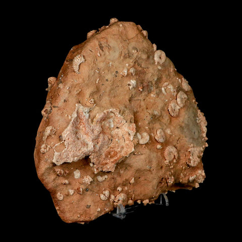 5.6" Ammonite Fossil Mortality Plate Morocco 360 Million Year Old COA Stand - Fossil Age Minerals