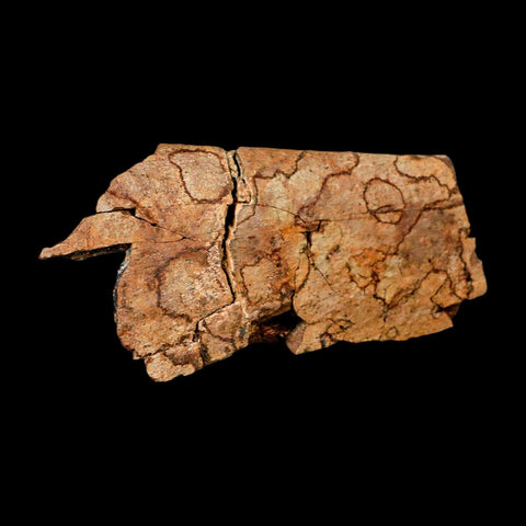 4.5" Triceratops Fossil Rib Bone Hell Creek FM Cretaceous Dinosaur MT COA Metal Stand - Fossil Age Minerals