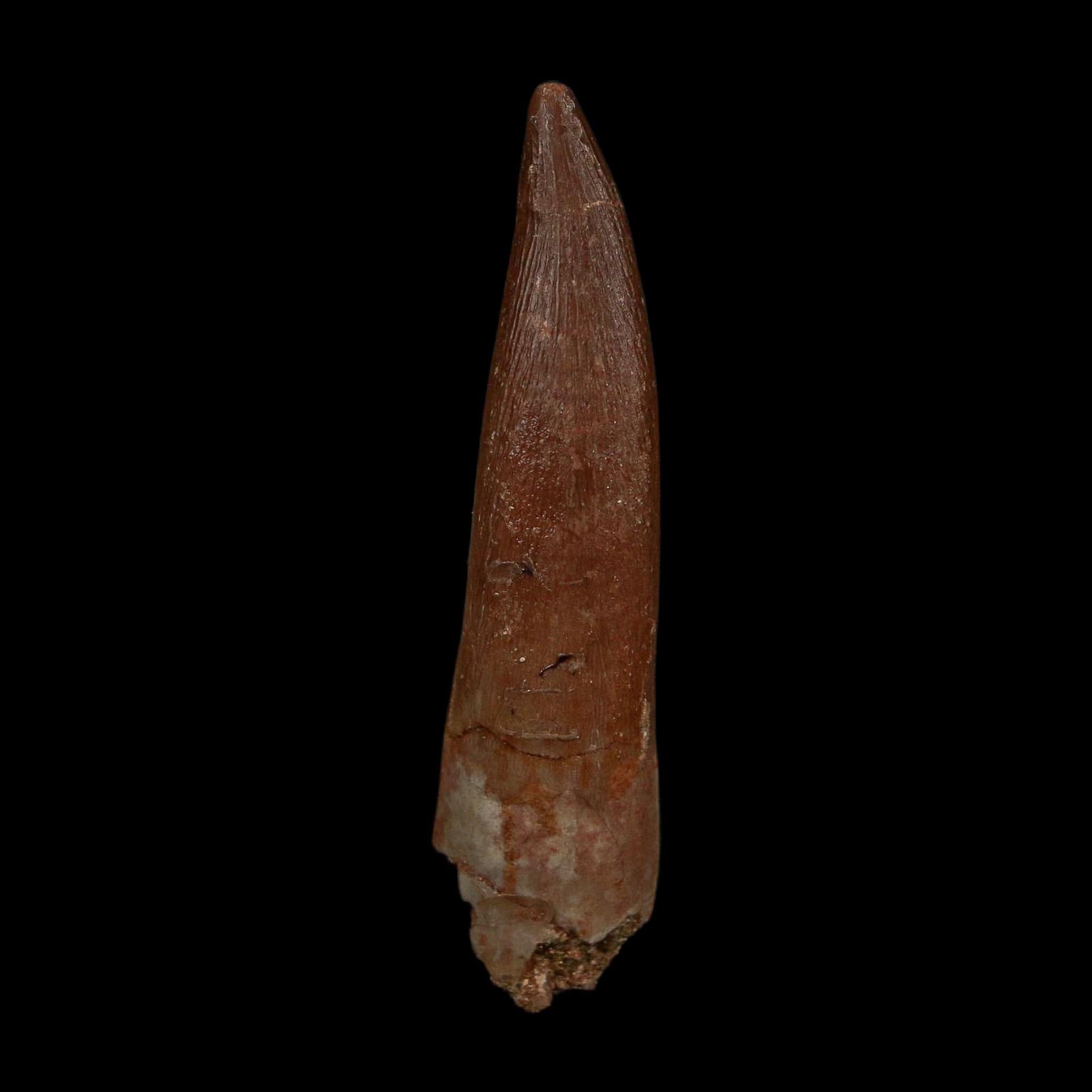 XL 2.1" Plesiosaur Zarafasaura Tooth Fossil Cretaceous Dinosaur Era COA, Stand - Fossil Age Minerals
