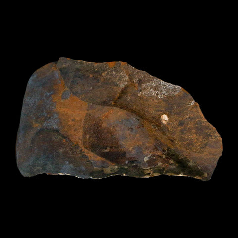 1.6" Detailed Ginkgo Cranei Fossil Plant Leaf Morton County, ND Paleocene Age COA - Fossil Age Minerals