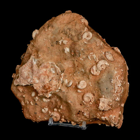 5.6" Ammonite Fossil Mortality Plate Morocco 360 Million Year Old COA Stand - Fossil Age Minerals