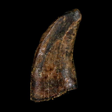 0.6" Dromaeosaurus Raptor Serrated Tooth Fossil Judith River FM MT COA & Display