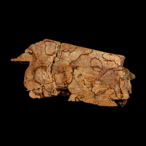 4.5" Triceratops Fossil Rib Bone Hell Creek FM Cretaceous Dinosaur MT COA Metal Stand - Fossil Age Minerals