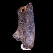 0.7" Raptor Fossil Limb Bone Section Cretaceous Dinosaur Lance Creek FM WY COA