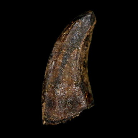 0.6" Dromaeosaurus Raptor Serrated Tooth Fossil Judith River FM MT COA & Display