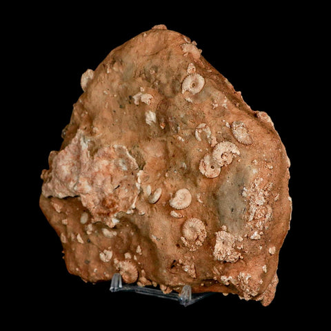 5.6" Ammonite Fossil Mortality Plate Morocco 360 Million Year Old COA Stand - Fossil Age Minerals