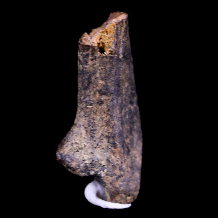 0.7" Raptor Fossil Limb Bone Section Cretaceous Dinosaur Lance Creek FM WY COA