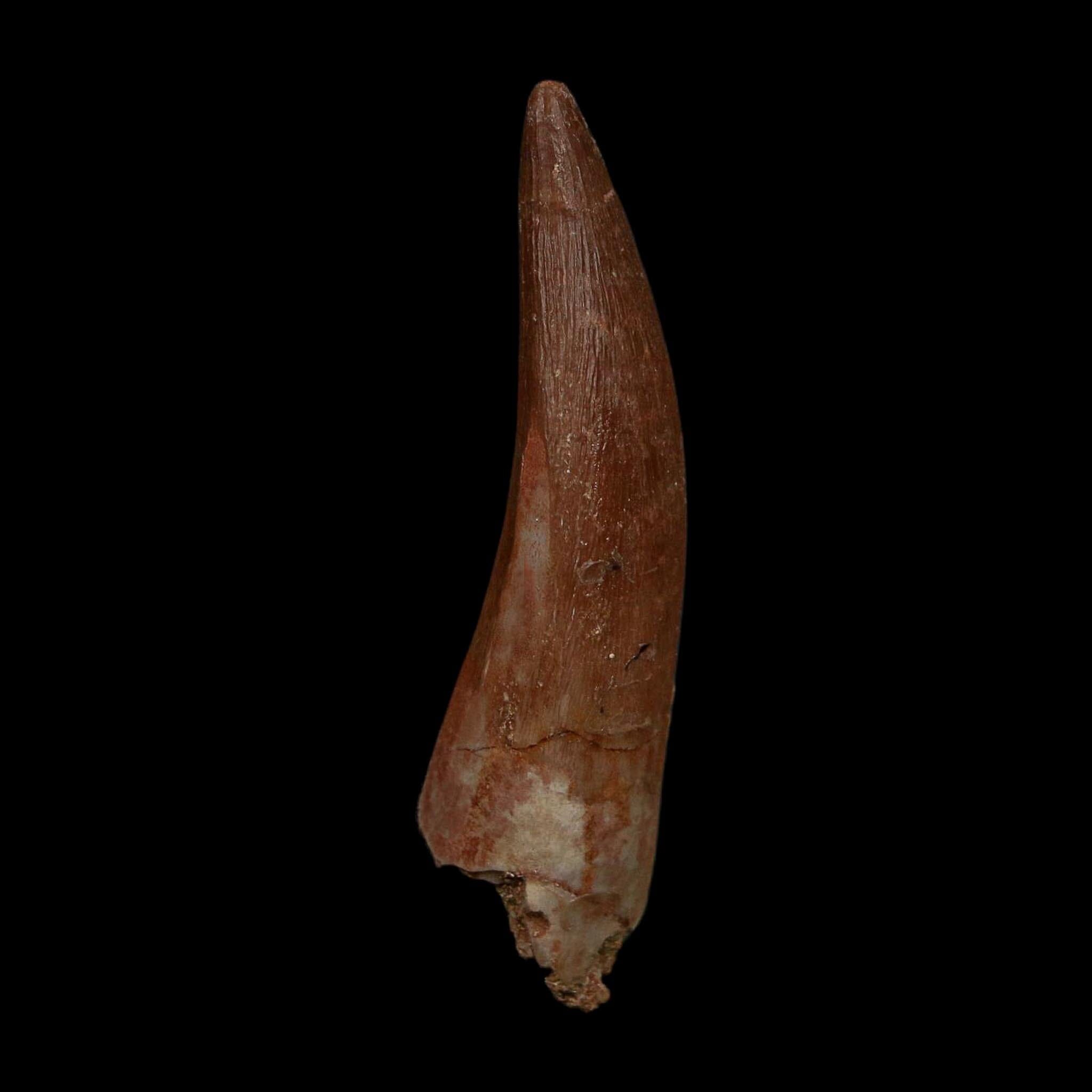 XL 2.1" Plesiosaur Zarafasaura Tooth Fossil Cretaceous Dinosaur Era COA, Stand - Fossil Age Minerals
